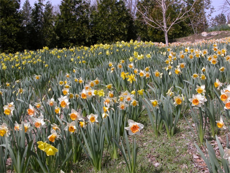 the daffodil gardens running springs ca the daffodil gardens running springs ca