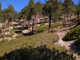 Timber Mountain trail