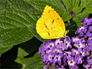 Cloudless Sulphur