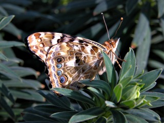 Common Buckeye