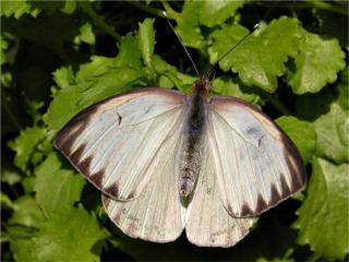 White Peacock